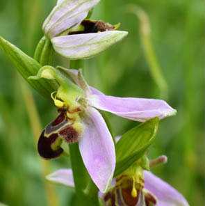 merignies_golf nature lac faune orchidée