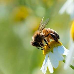merignies_golf nature lac faune abeille