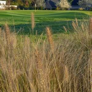 merignies_golf nature lac faune