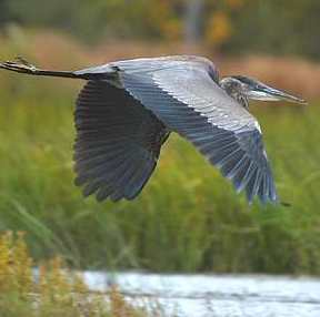 merignies_golf nature lac faune héron