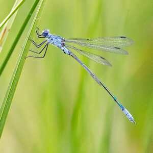 merignies_golf nature lac faune libellule