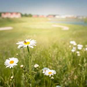 merignies_golf nature lac faune fleurs