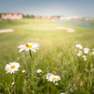 paquerette fleurs merignies golf Photo Nature golf mérignies