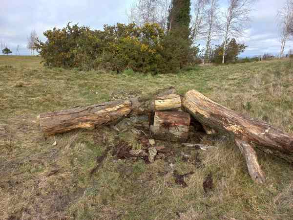 terrain parcours bois mort