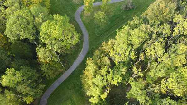 Foret et chemin