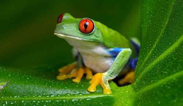 grenouille_arboricole_premiere_fluorescente