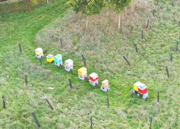 Ruches leger