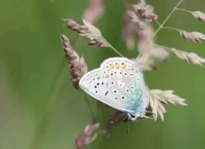 2ème inventaire de biodiversité