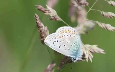 Biodiversité à Mérignies Golf