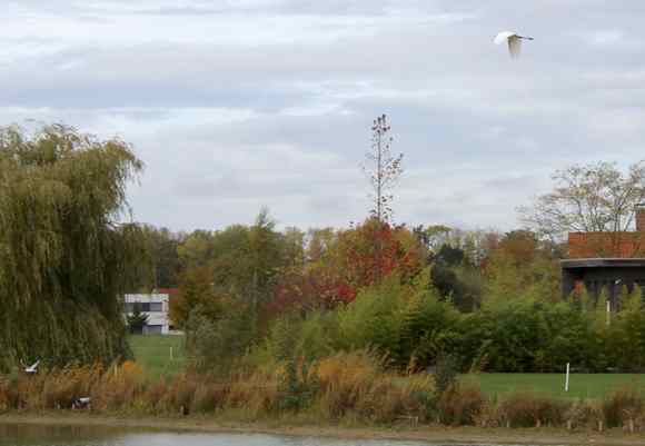 aigrette blanche 2025 (1)
