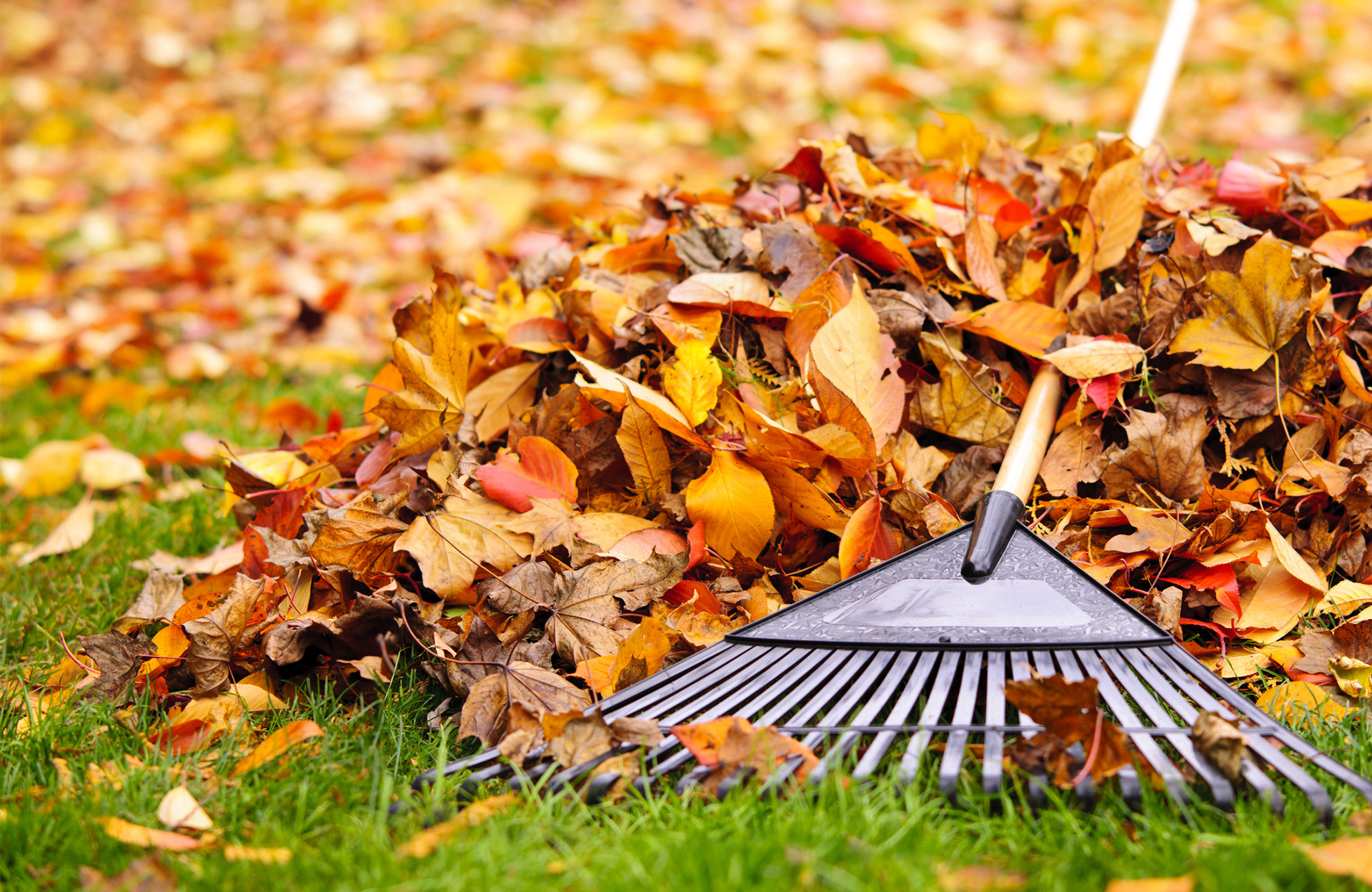 Merigies golf biodiverstie feuilles mortes – Mérignies Golf